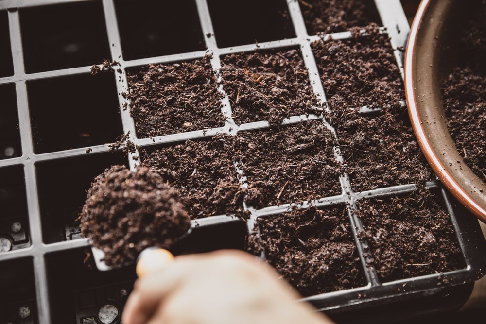Person filling individual seed tray cells with loose seed-starting mix