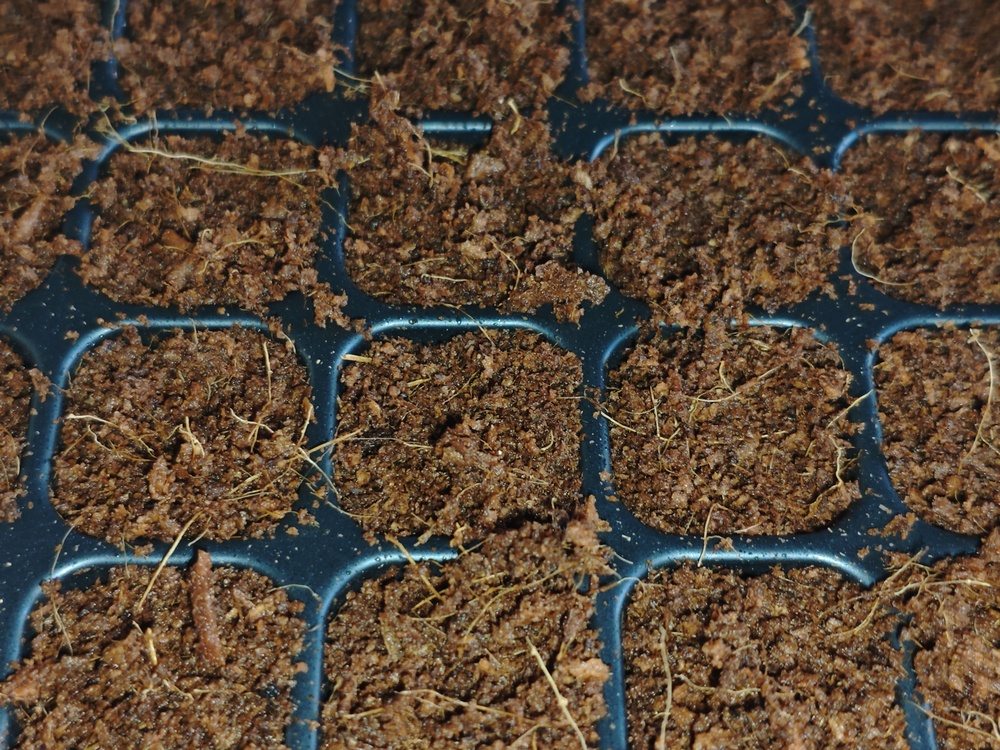 Seed tray cells filled with evenly moistened seed-starting medium