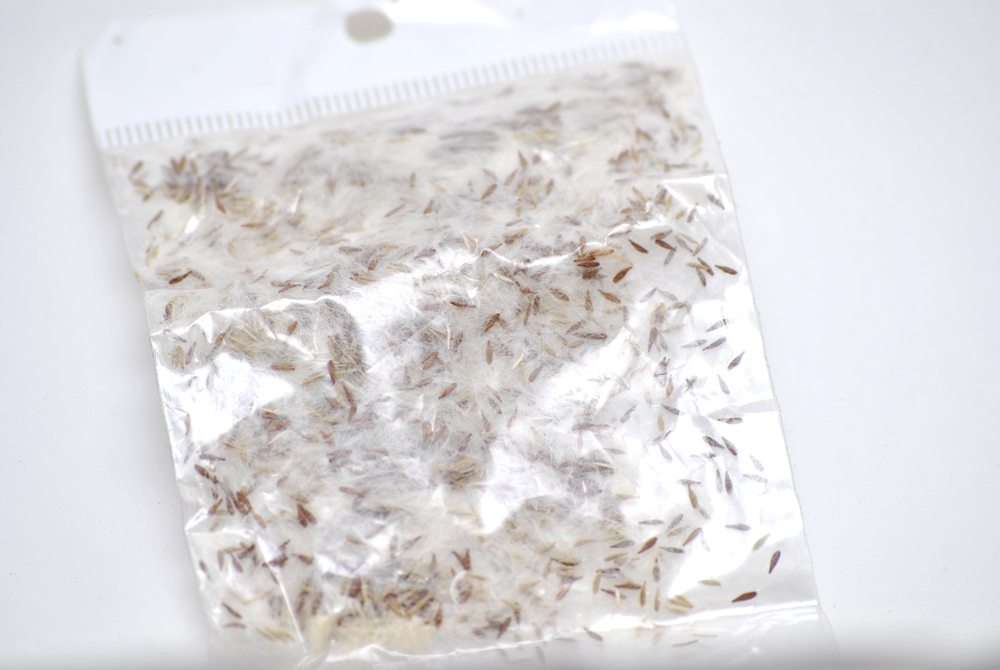 Seeds enclosed in a moist paper towel inside a sealed plastic bag
