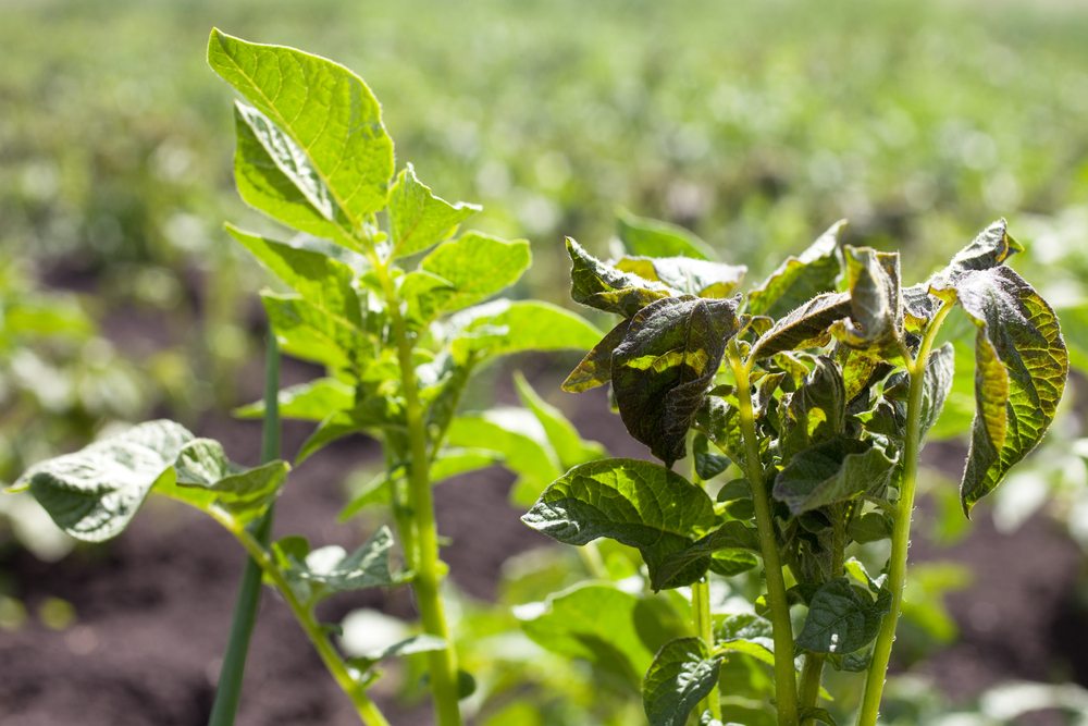 Tender garden plant with dark wilted leaves after frost injury
