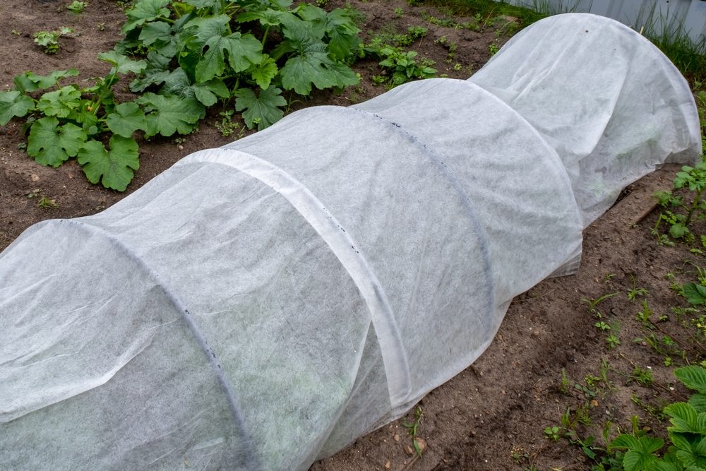 White row cover supported by hoops over a vegetable bed