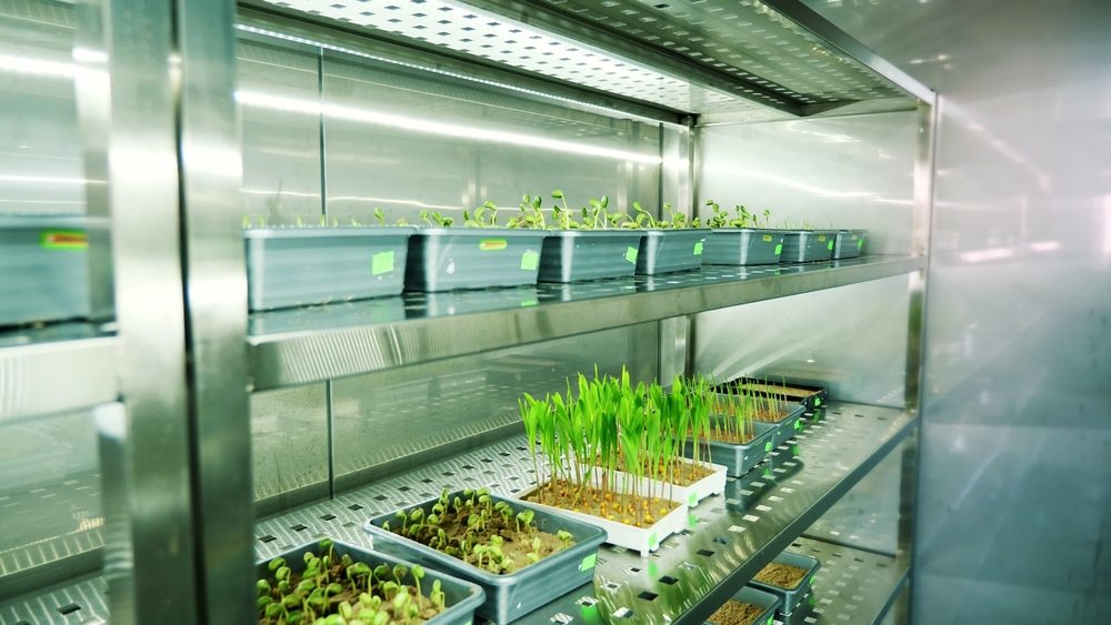 Seedling trays growing inside a controlled laboratory germination chamber