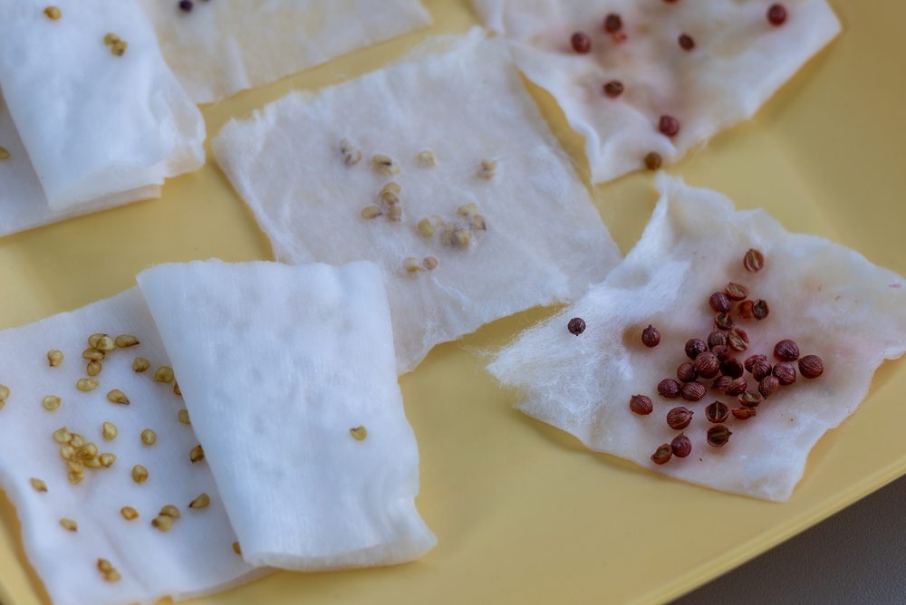 Several seed varieties placed on separate moist paper pads for a home germination test