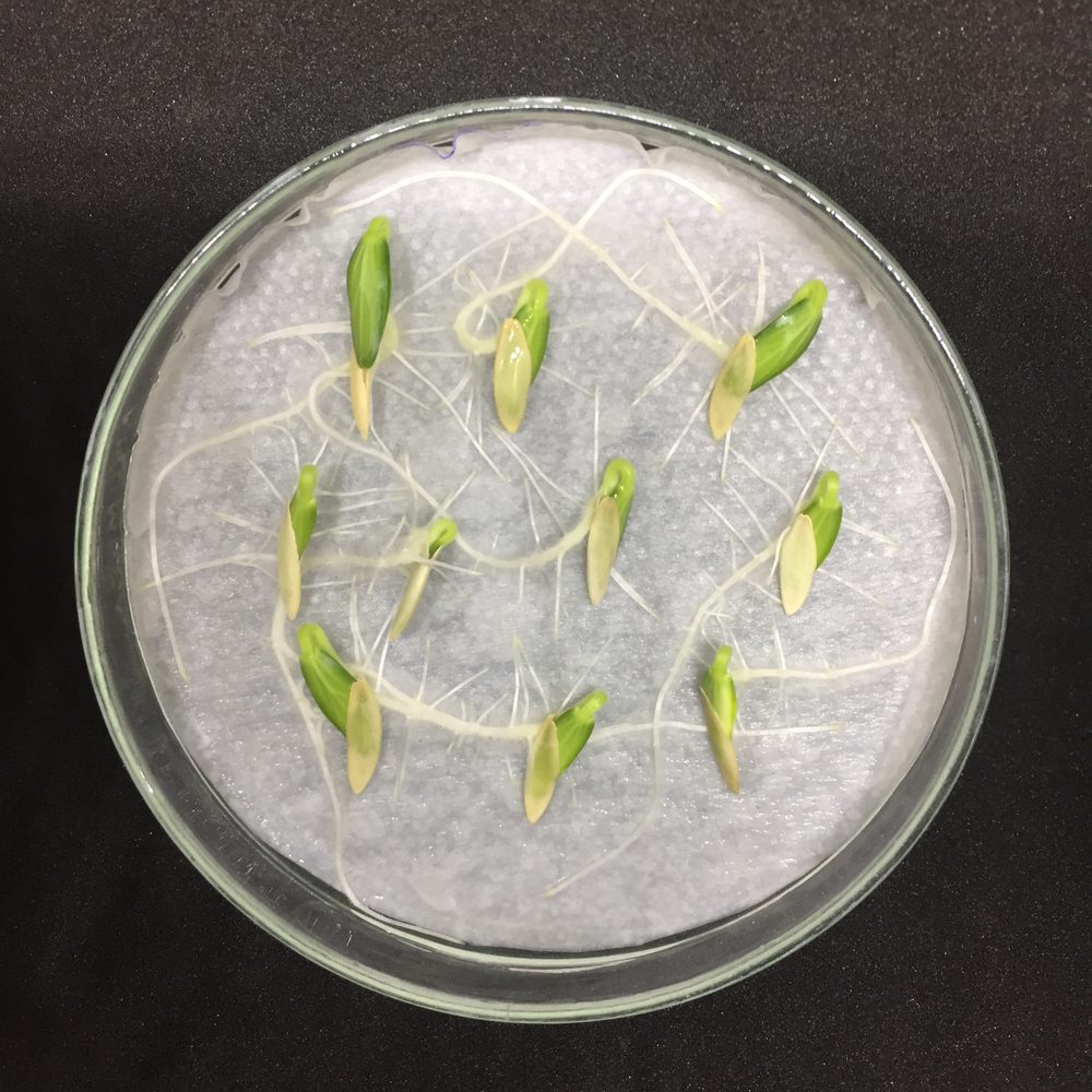 Germinating seeds with visible roots and shoots arranged in a petri dish