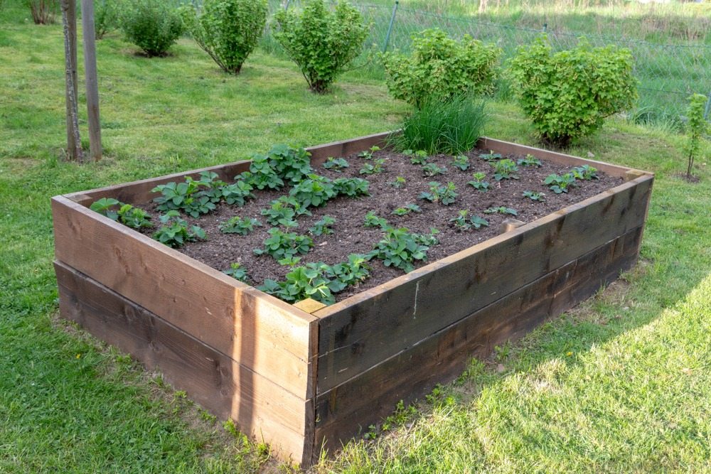 Strawberry plants growing in a deep wooden raised bed