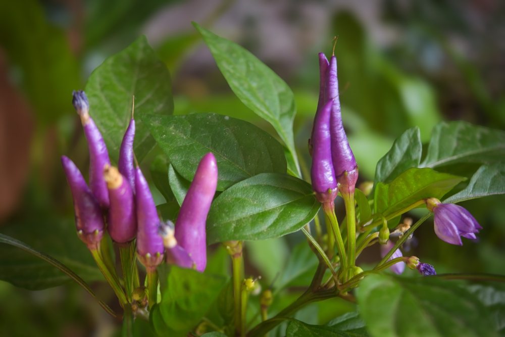 Purple upright ornamental peppers growing on a compact plant