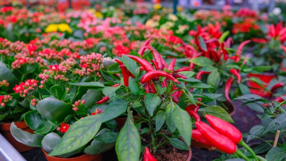 Compact red ornamental pepper plants displayed in nursery pots