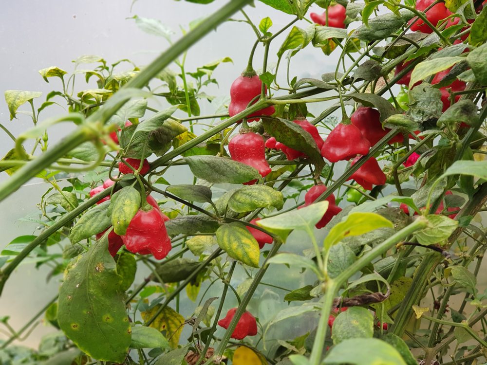 Red pendant peppers growing on a branching pepper plant