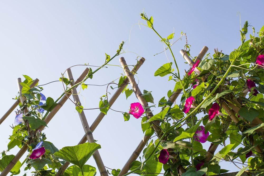Flowering vines climbing a bamboo trellis against the sky