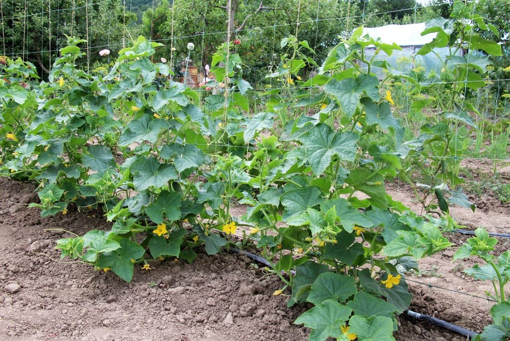Cucumber vines climbing a square wire trellis in a garden row