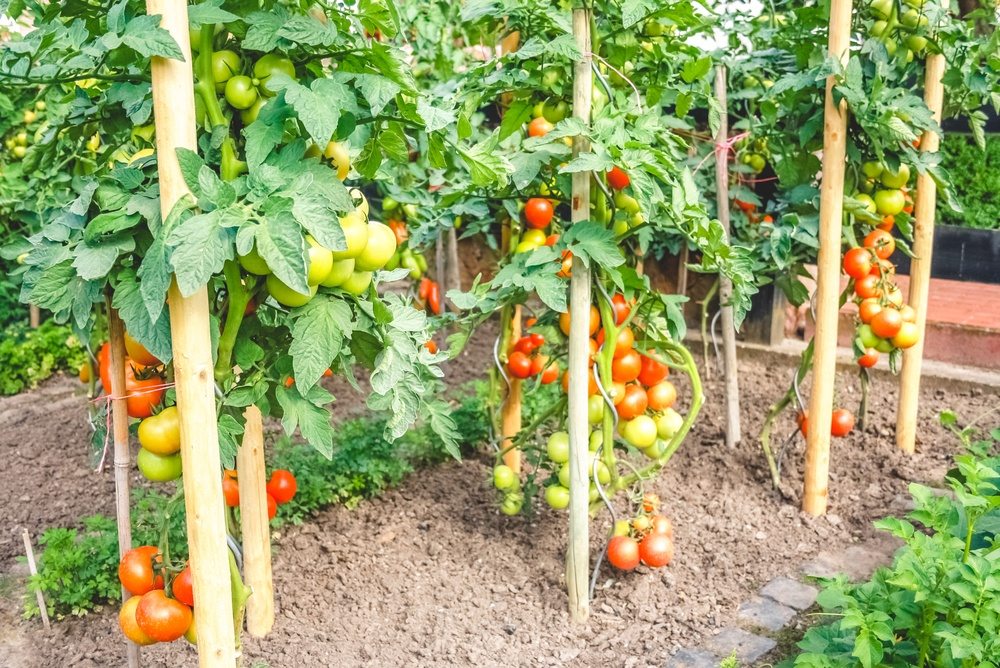 Tomato plants tied to individual wooden stakes in a garden row