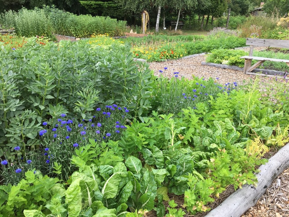 Mixed vegetable and flower garden with areas of sun and filtered shade