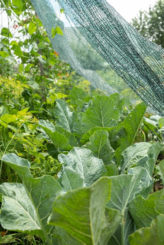Leafy vegetables growing beneath green shade netting