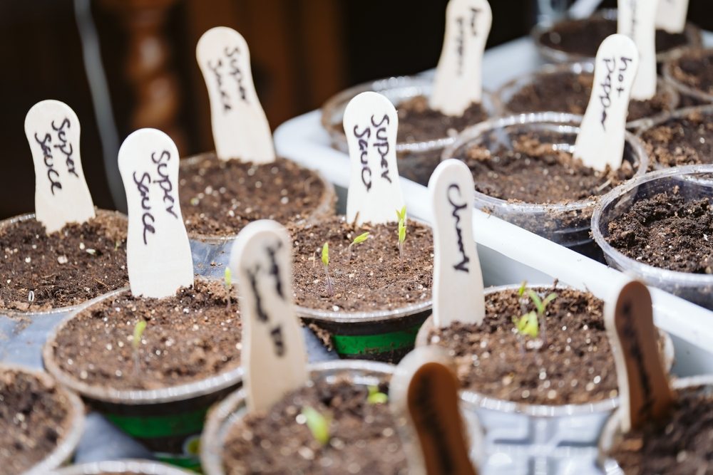 Labeled seed-starting pots arranged by crop and variety