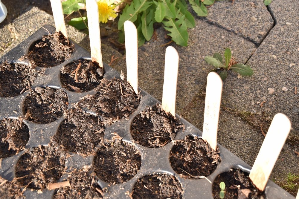 Seed tray cells with algae, uneven emergence, and overly wet growing medium