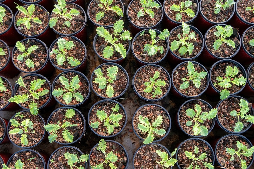 Young brassica seedlings growing in individual nursery pots