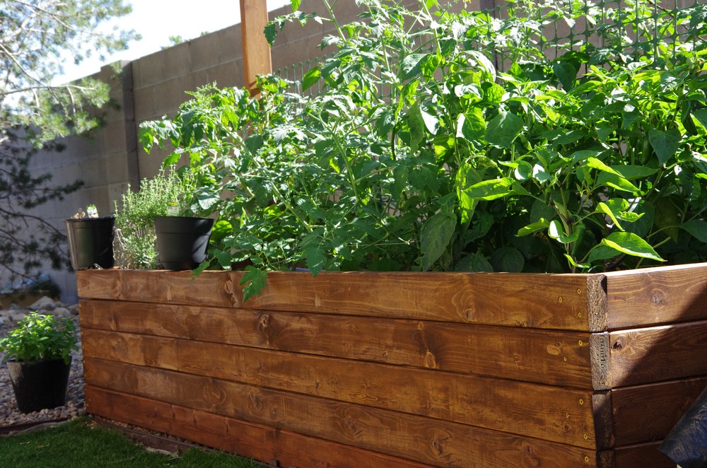 Home vegetable and herb garden arranged in raised beds
