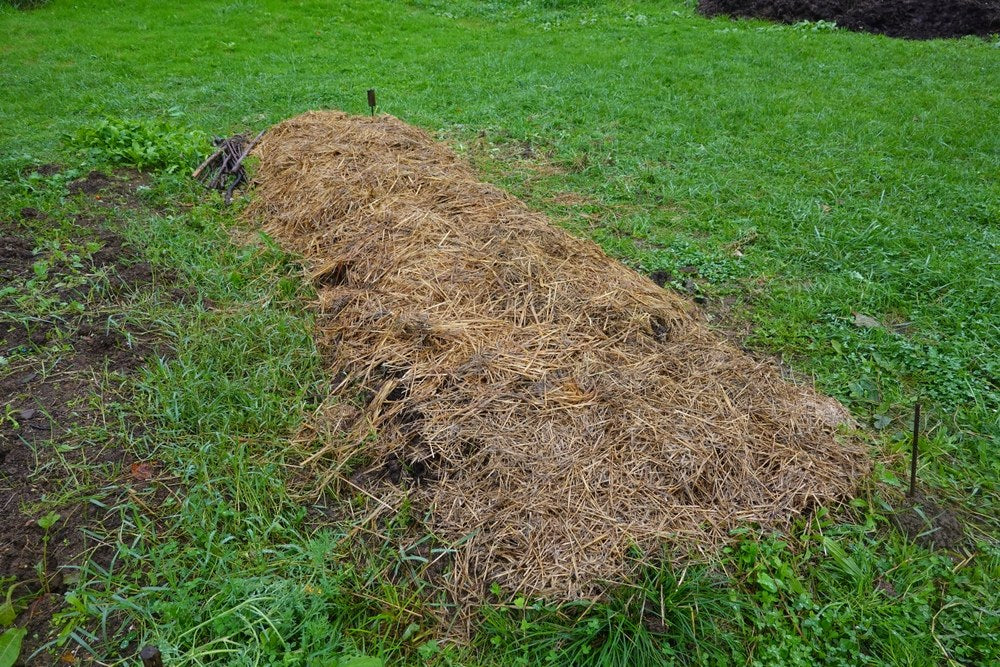 Raised garden bed protected with dry straw mulch