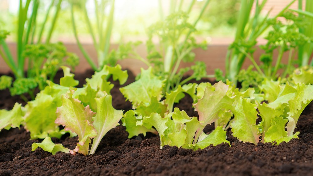 Young lettuce plants establishing in a raised garden bed