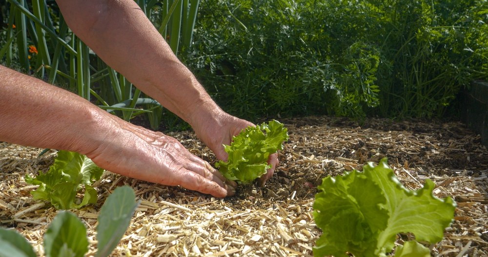 Gardener setting young lettuce transplants into prepared soil
