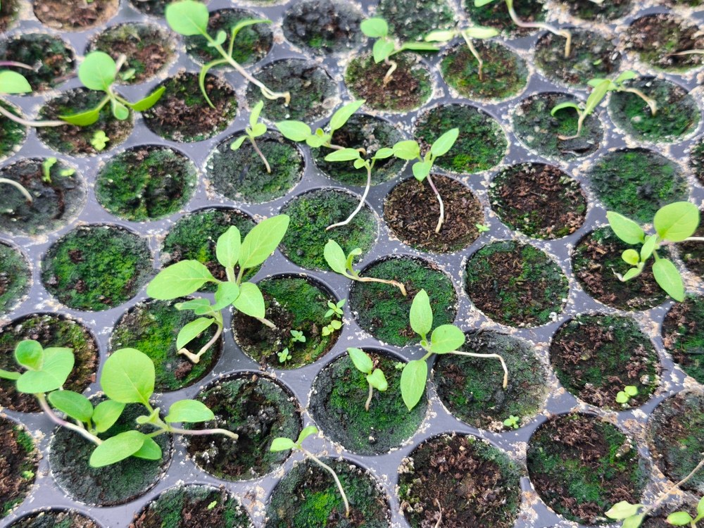 Young seedlings collapsed at the soil line with damping-off symptoms