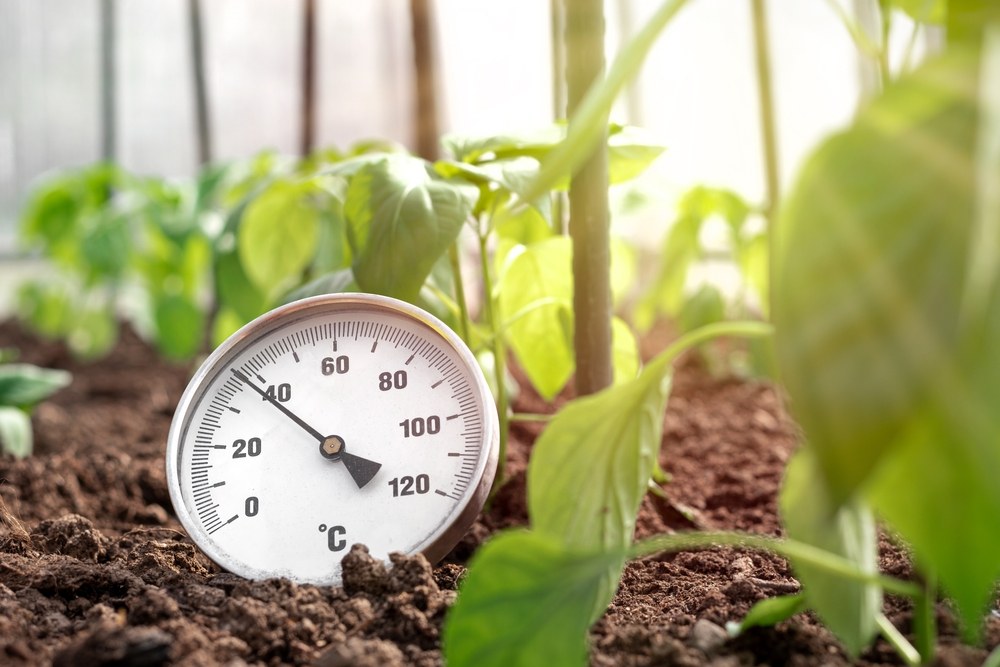 Thermometer positioned among young seedlings in a greenhouse