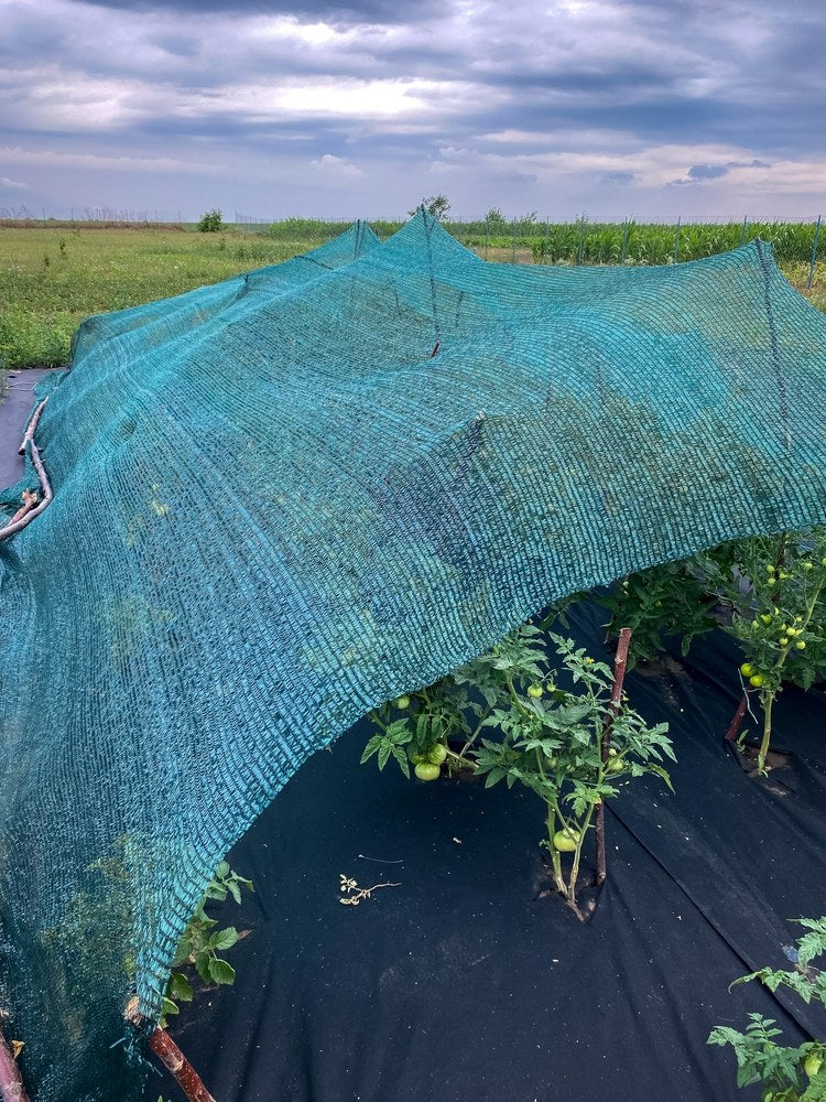 Shade cloth stretched over a vegetable bed during hot weather