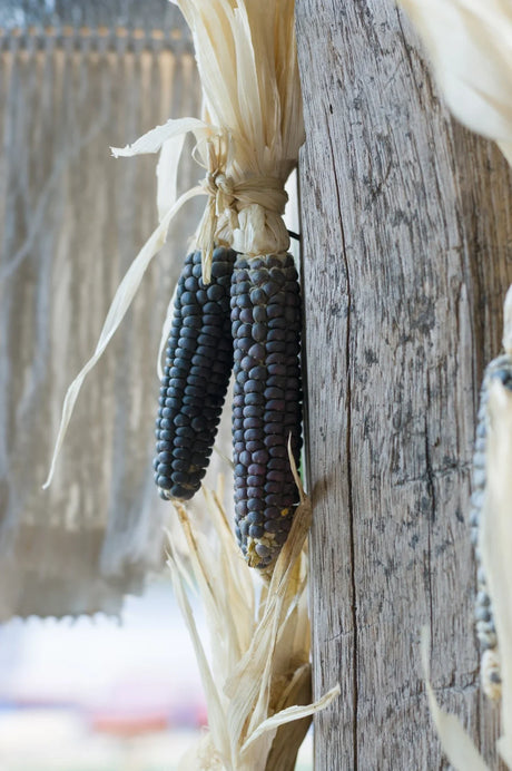Two Hopi Blue flour corn ears with deep blue-purple kernels hanging by their husks