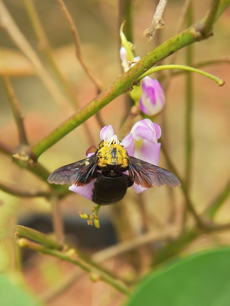 Bee visiting a bean flower
