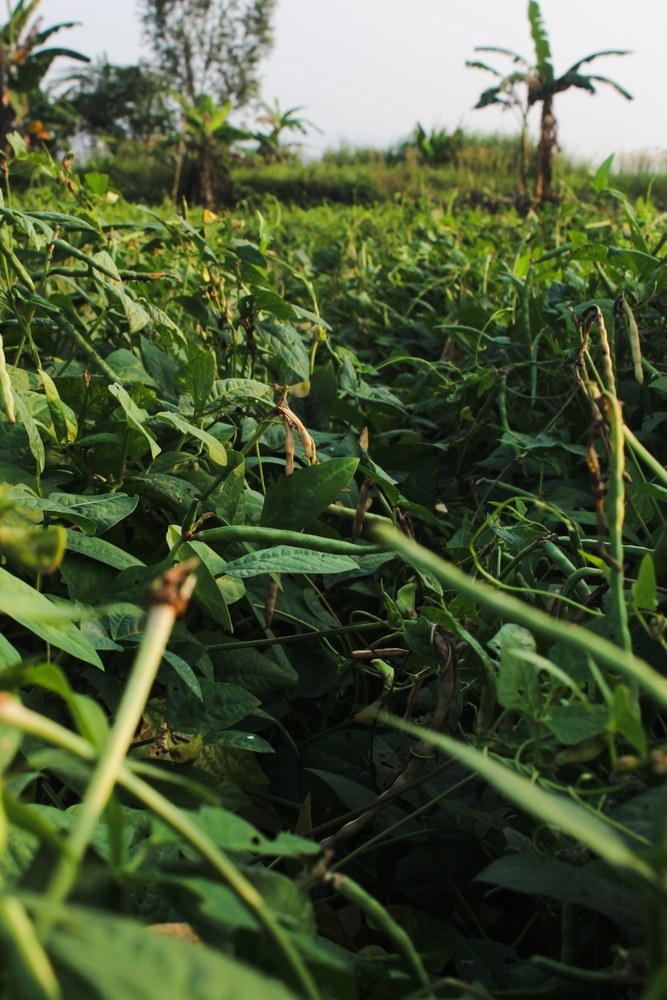 Cowpea plants carrying pods across a warm-season field