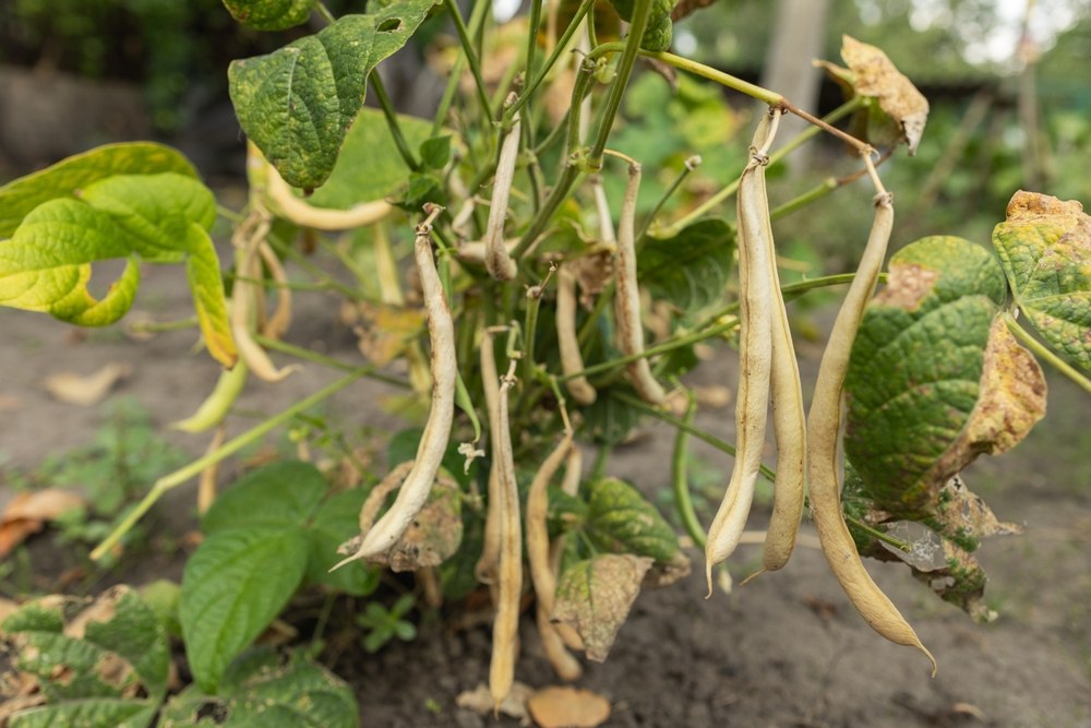 Dry bean pods hanging on mature plants