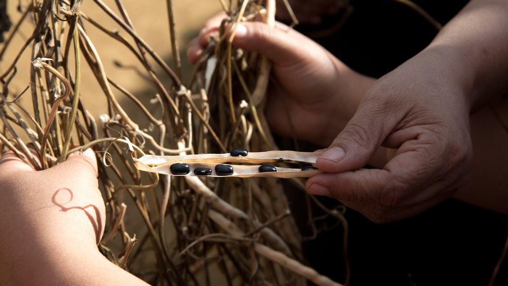 Hands opening a dry bean pod and inspecting black seed