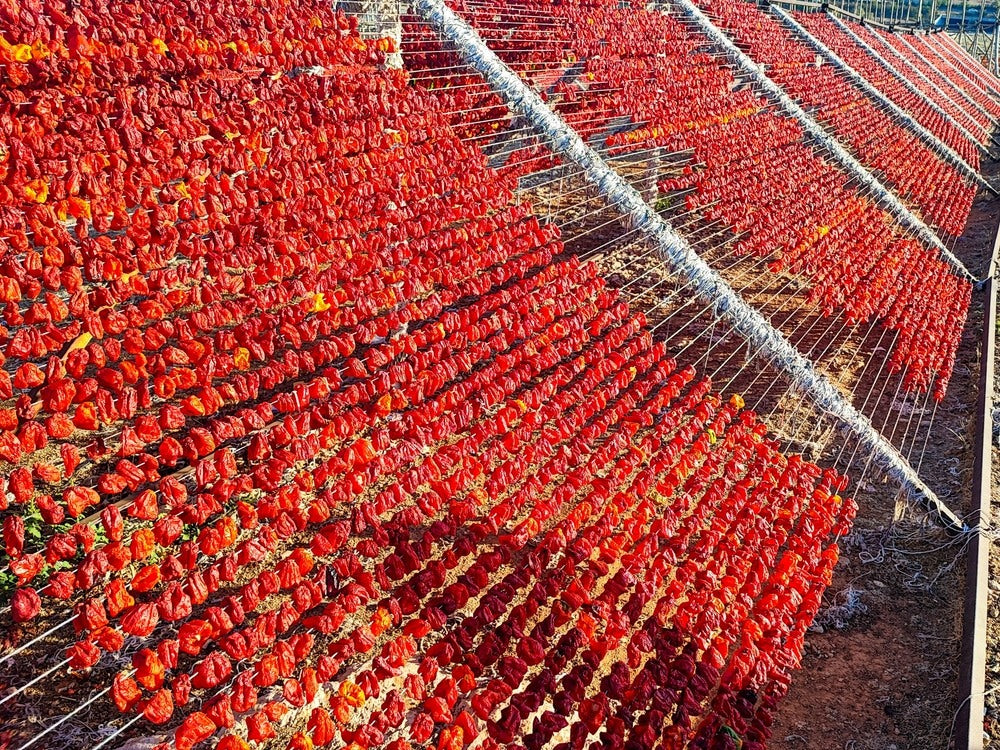 Rows of ripe red peppers drying on racks