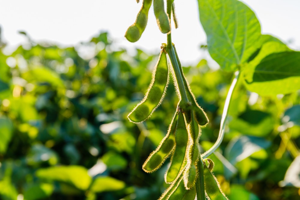 Immature soybean pods at the green edamame stage