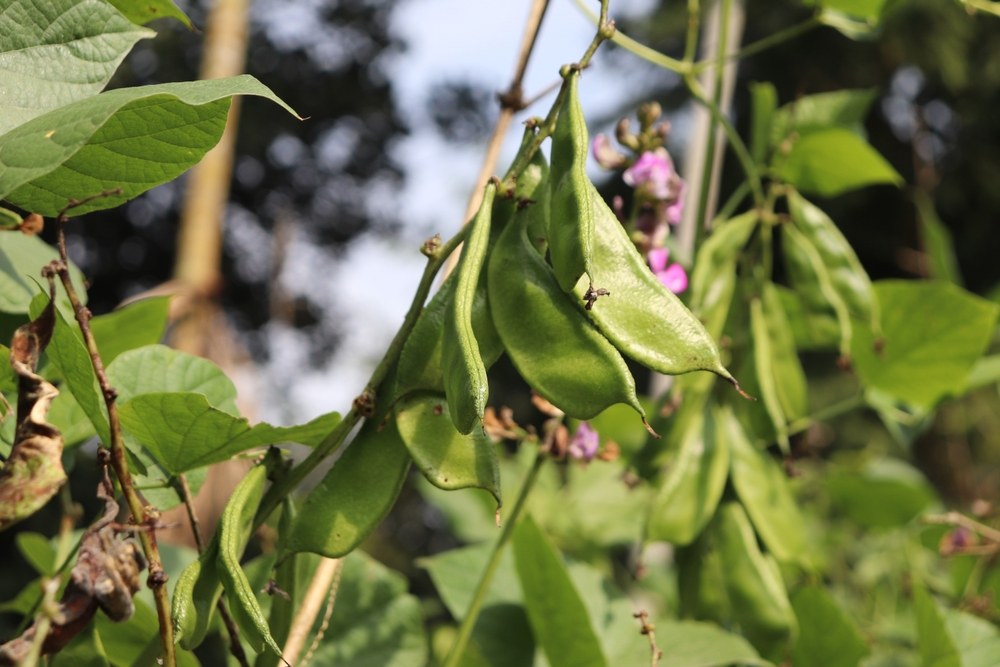 Fresh lima-bean pods hanging on the vine