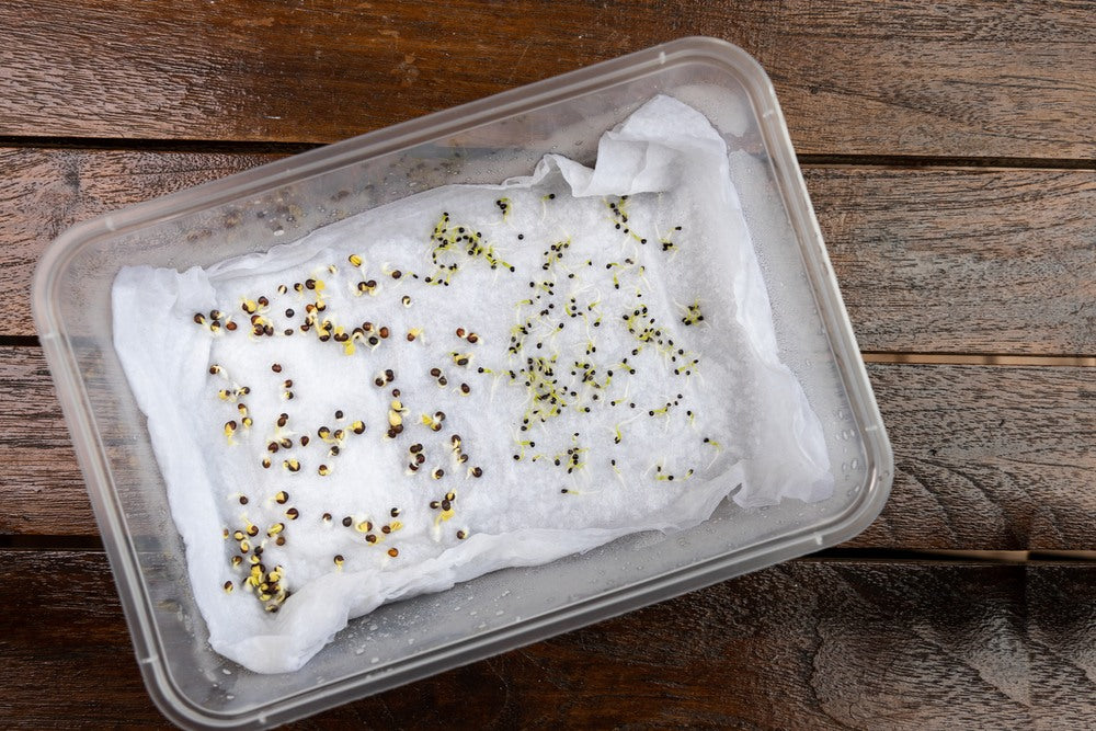 Counted seeds germinating on a moist test medium