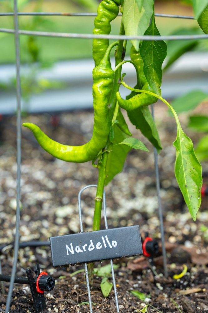 Immature green Jimmy Nardello peppers developing on a labeled plant