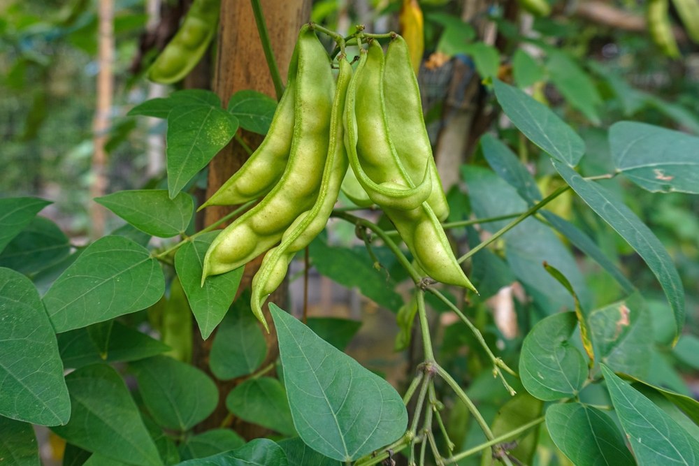 Broad lima-bean pods developing on a leafy plant