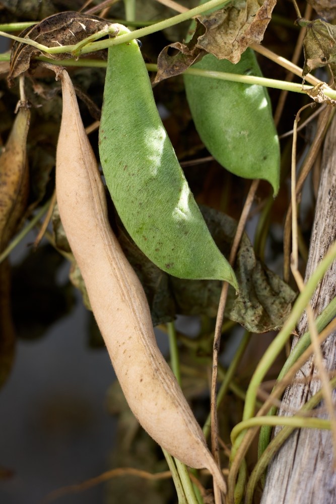 Green and dry lima-bean pods maturing on the same plant