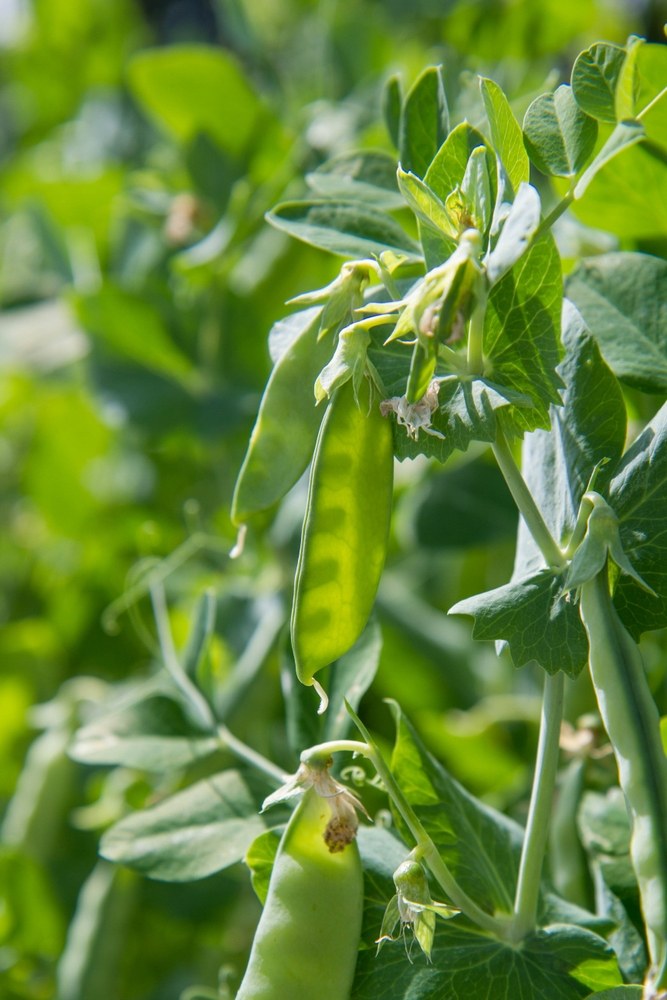 Pea pods developing beside flowers on the vine