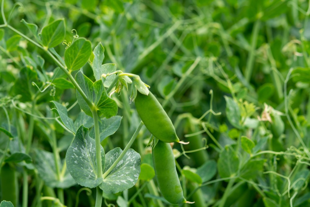 Pea vines and pods spreading through a supported planting