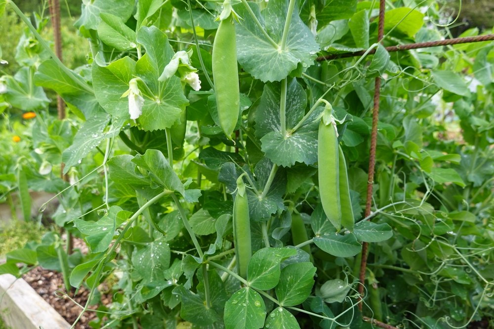 Pea vines carrying pods on a visible garden trellis