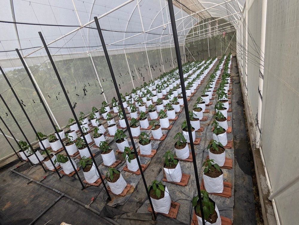 Pepper plants arranged in protected greenhouse production