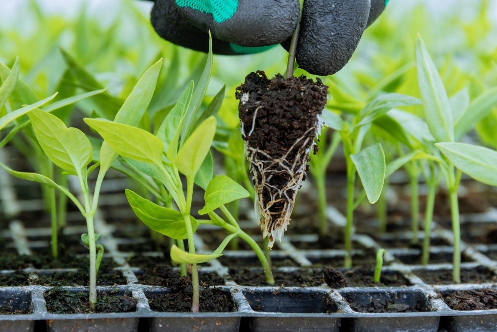 Pepper seedling lifted from a propagation tray with visible roots