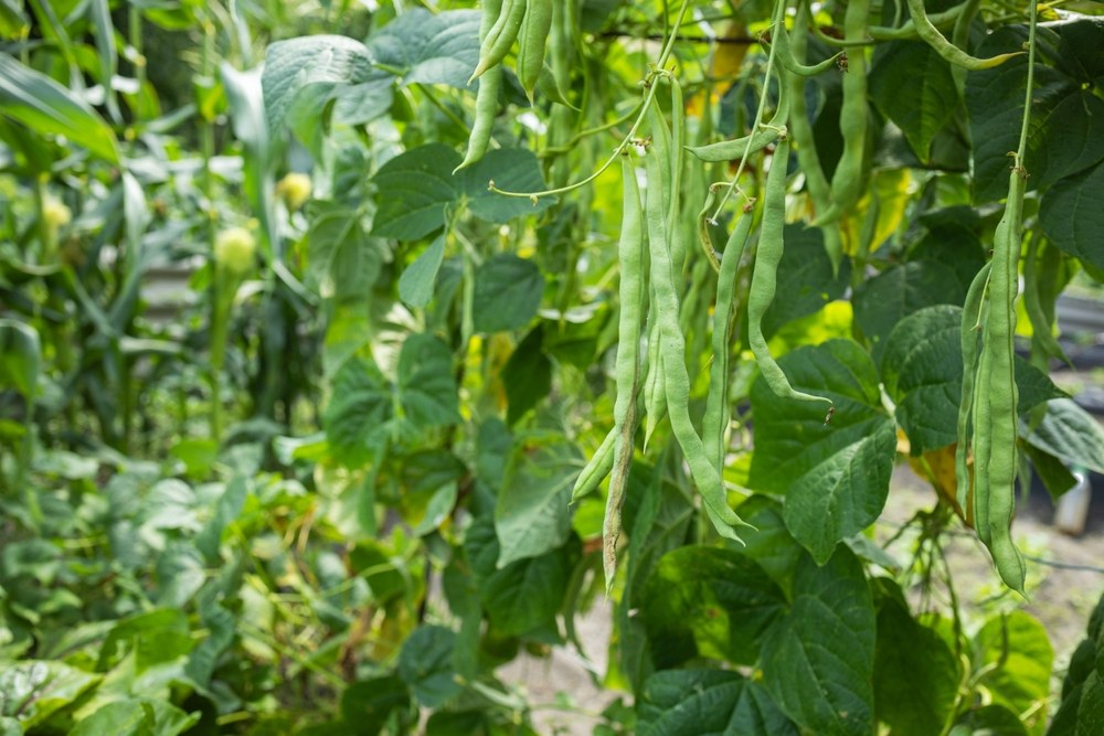 Long pole-bean pods hanging from a vertical support