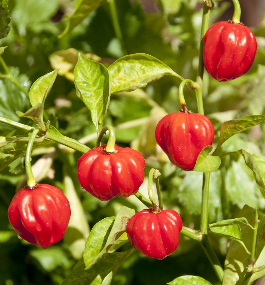 Round red cherry peppers ripening on the plant