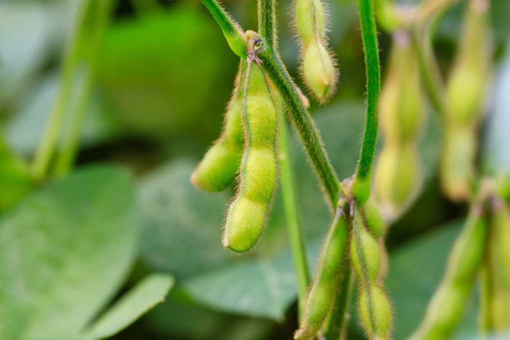 Soybean pods developing in a field