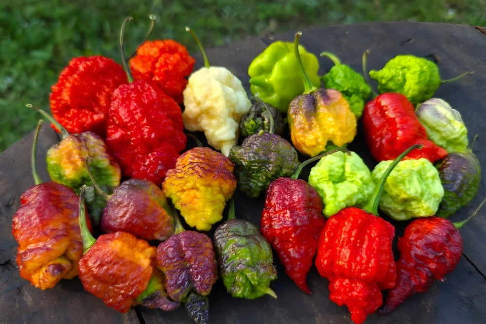 A colorful assortment of very hot peppers