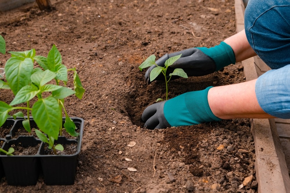 Young pepper seedling being planted into warm garden soil