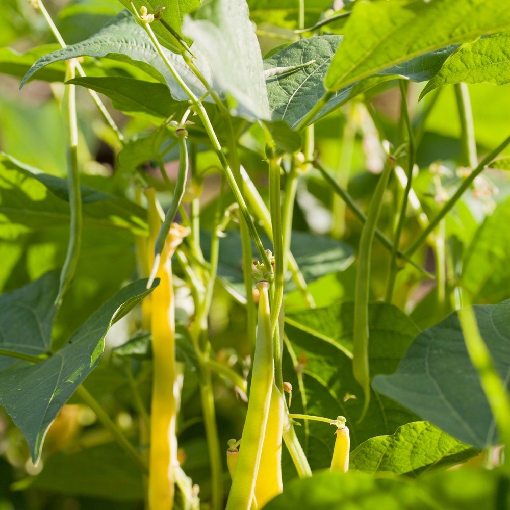 Compact bush bean plants carrying yellow wax pods